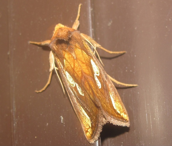 Plusia cfr. festucae (Noctuidae)